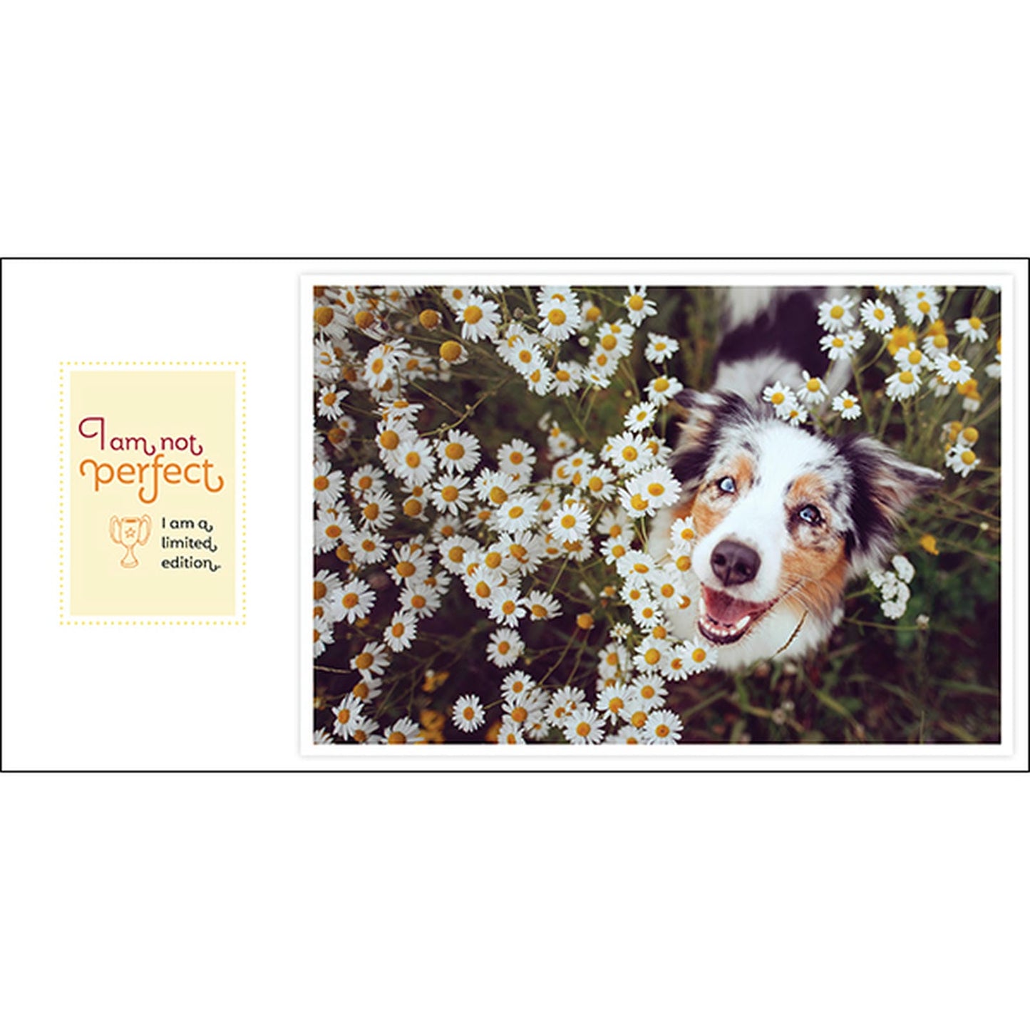 Barkology - Words From The Dogs - Inspirational Book