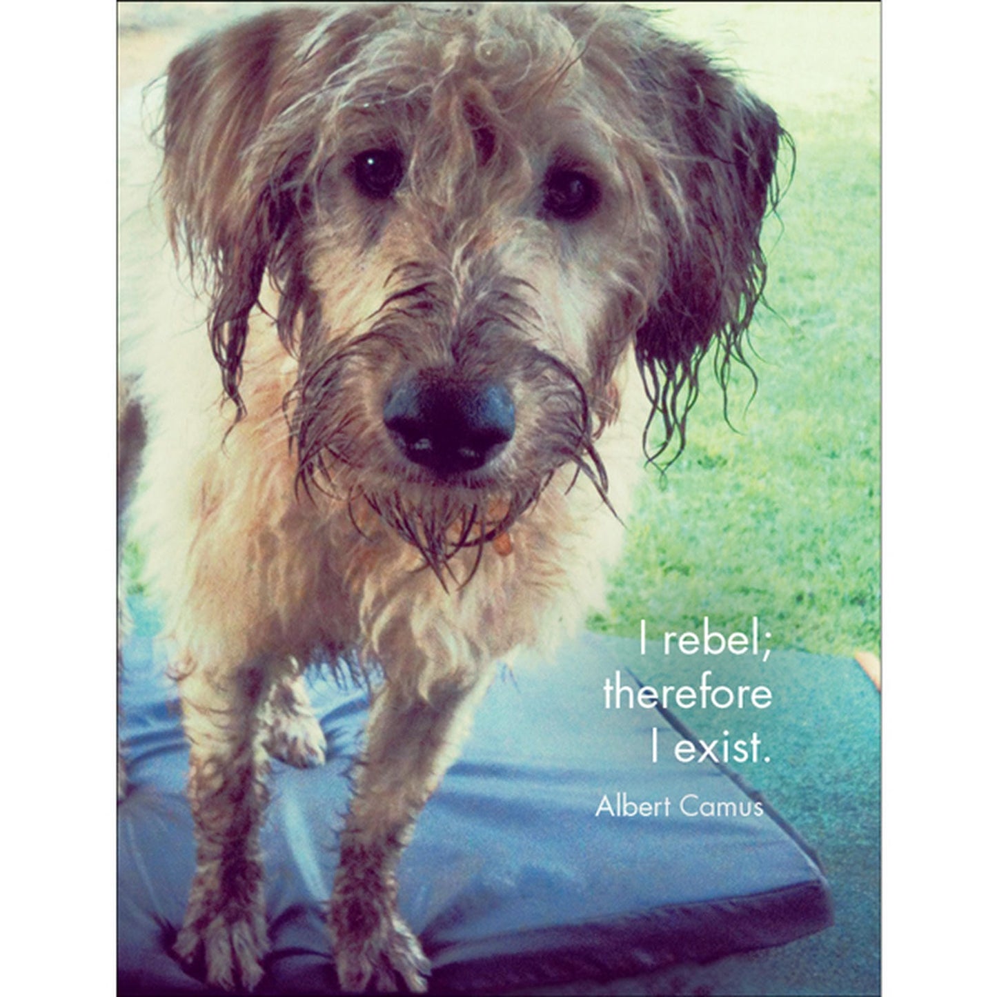DOG - Every Dog Has It's Day - 24 Animal affirmation cards + stand
