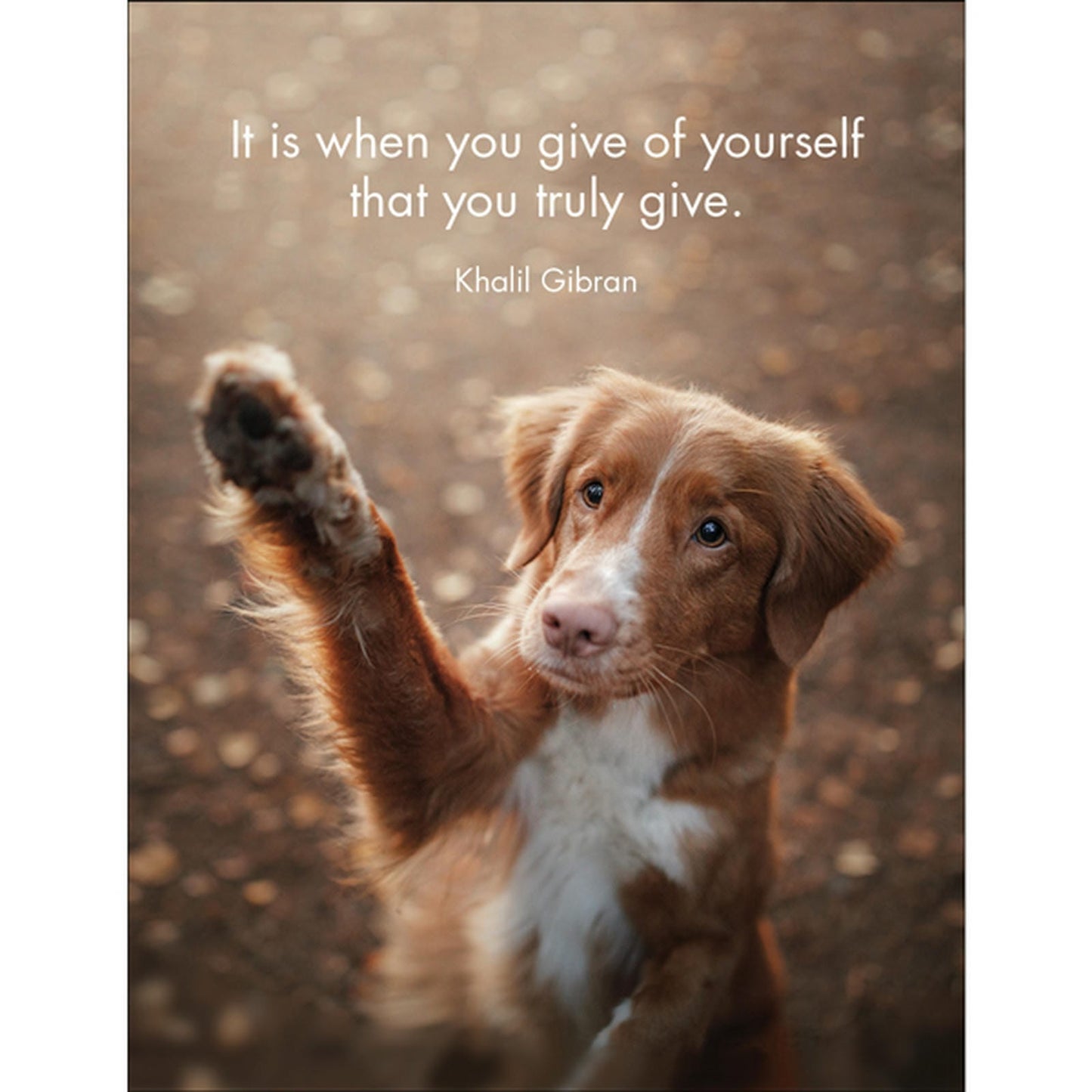 DOG - Every Dog Has It's Day - 24 Animal affirmation cards + stand