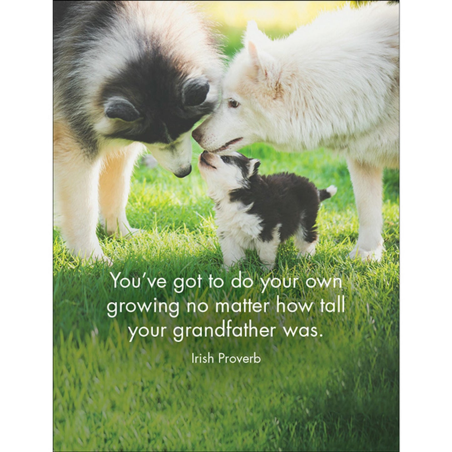 DOG - Every Dog Has It's Day - 24 Animal affirmation cards + stand