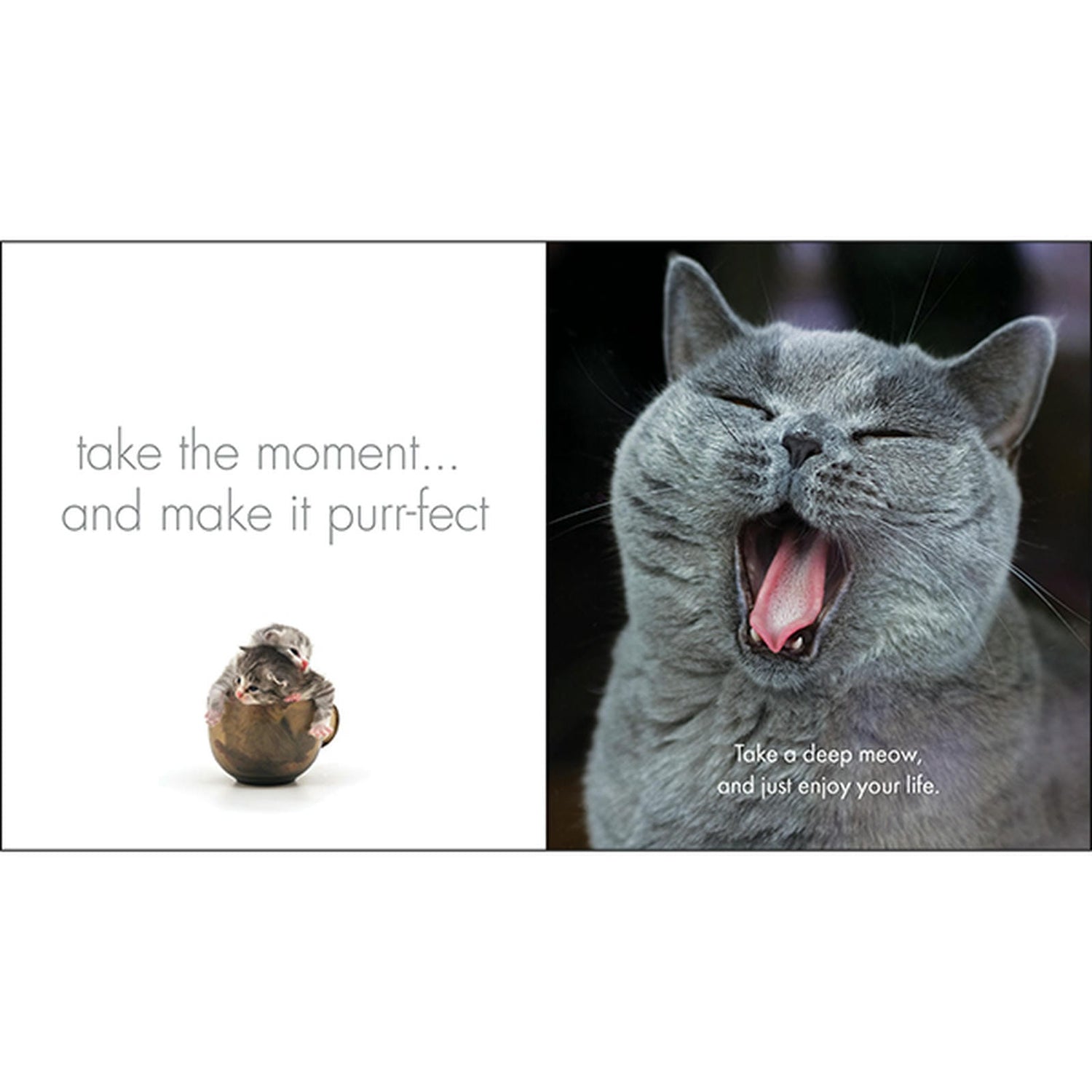 Little Book of Purrfection