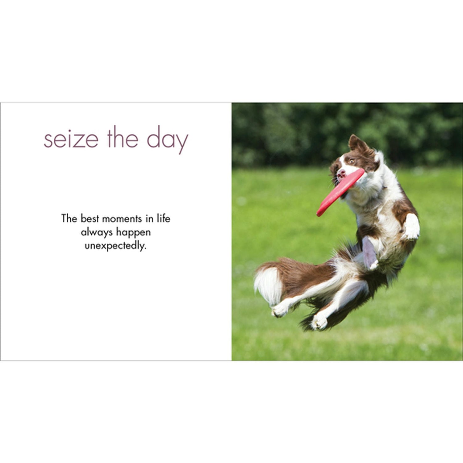 Little Book of Divine Dogs