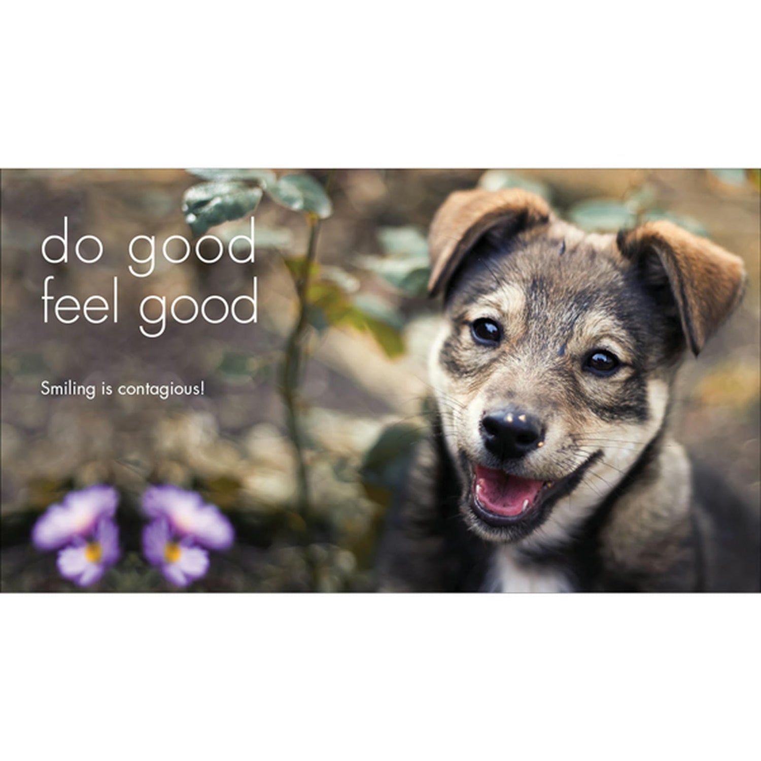 Little Book of Divine Dogs