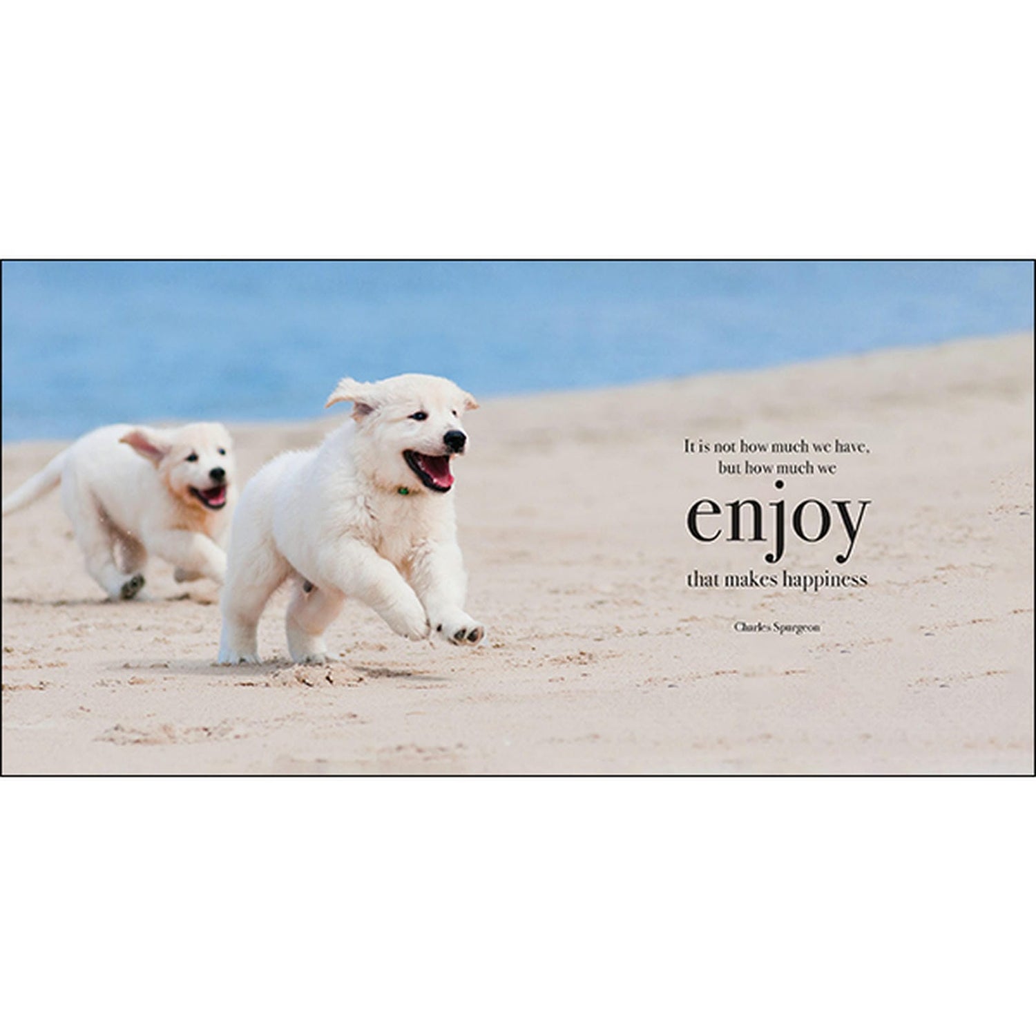 Pupparazzi - Inspirational Book