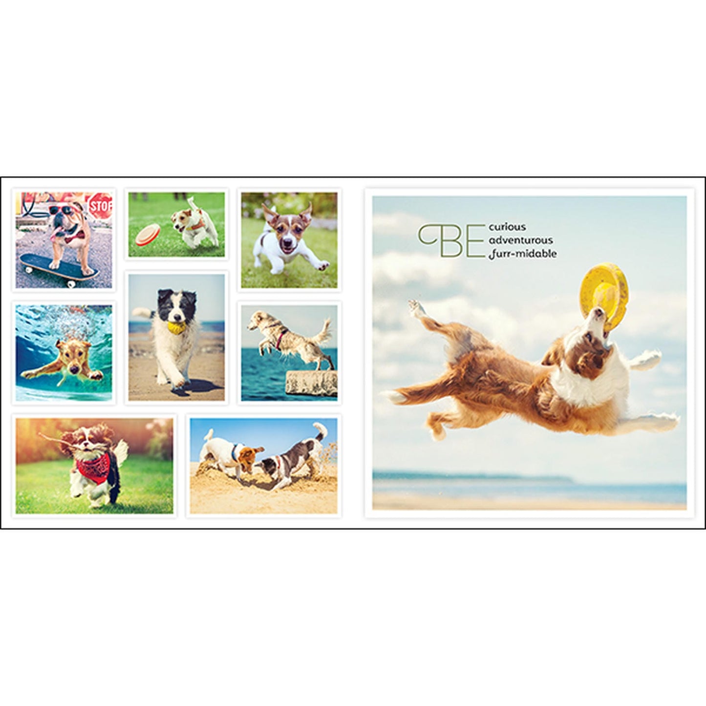 Barkology - Words From The Dogs - Inspirational Book