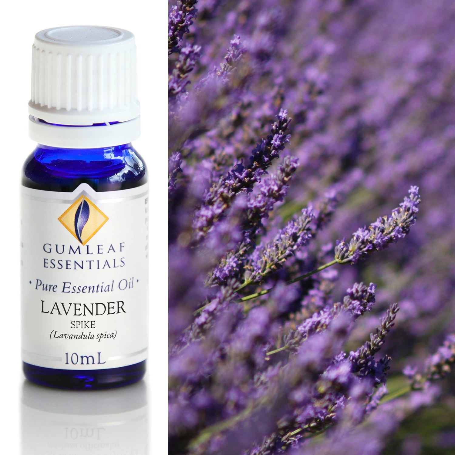 Lavender Bulgarian Essential Oil